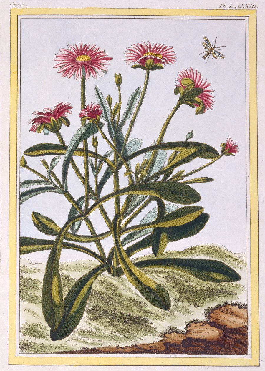The Ficoide of Africa or Mesembryanthemum, pub.1776. 作者 皮埃尔·约瑟夫·布霍兹