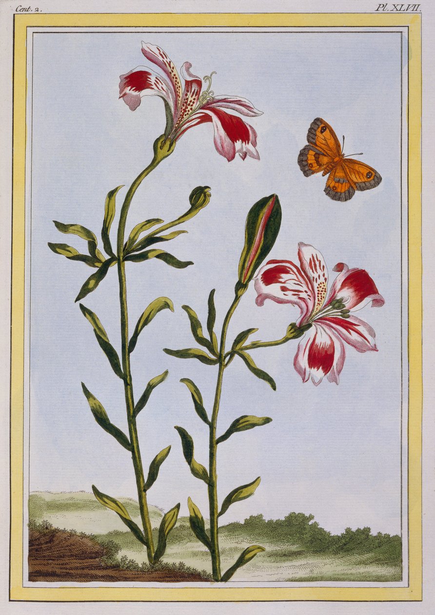 La Fleur Tachete des Incas（秘鲁百合），c.1766（手工彩色雕刻） 作者 皮埃尔·约瑟夫·布霍兹