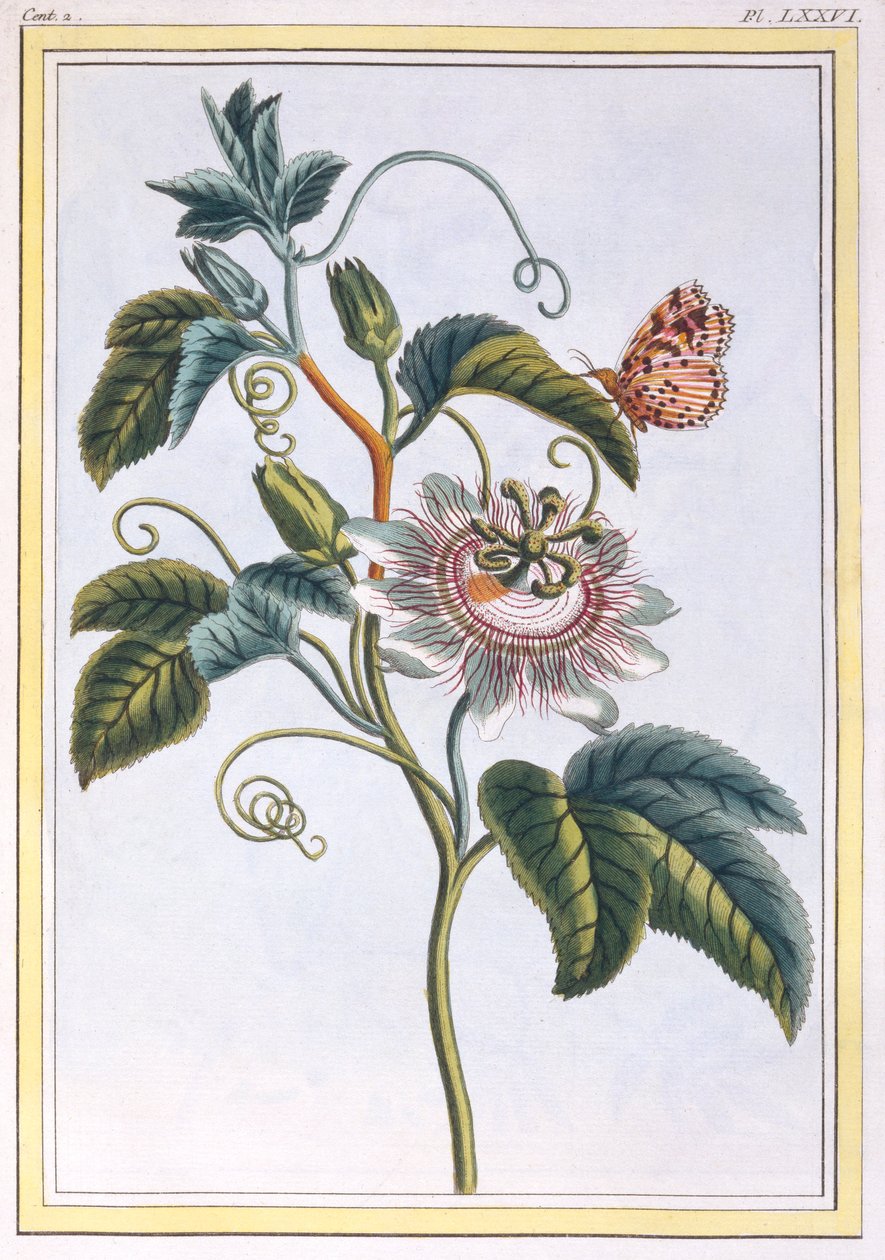 La Grenadille ou Le Maracot, pub.1776. 作者 皮埃尔·约瑟夫·布霍兹