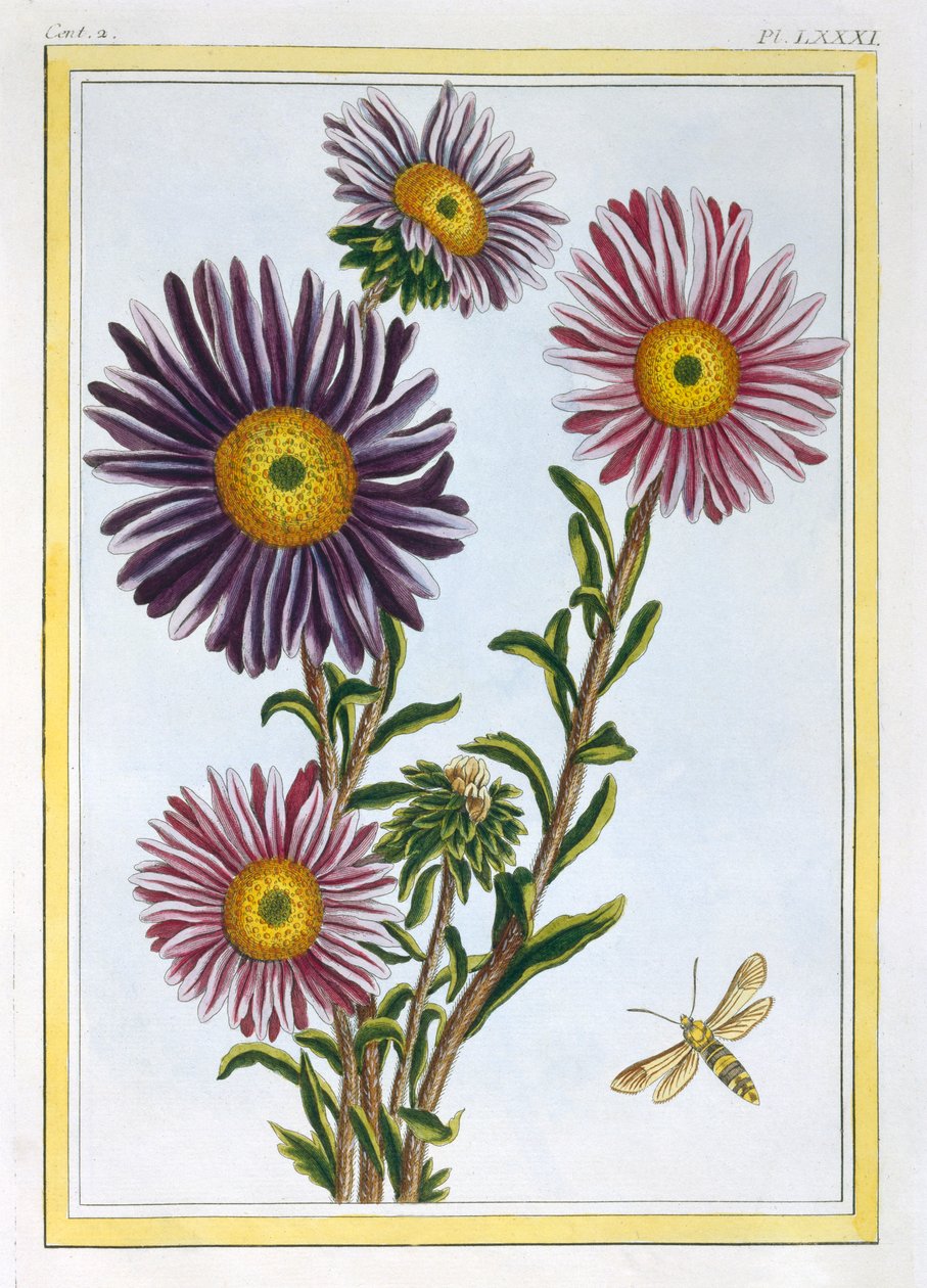 La Reine Marguerite Aster，出版。1776. 作者 皮埃尔·约瑟夫·布霍兹