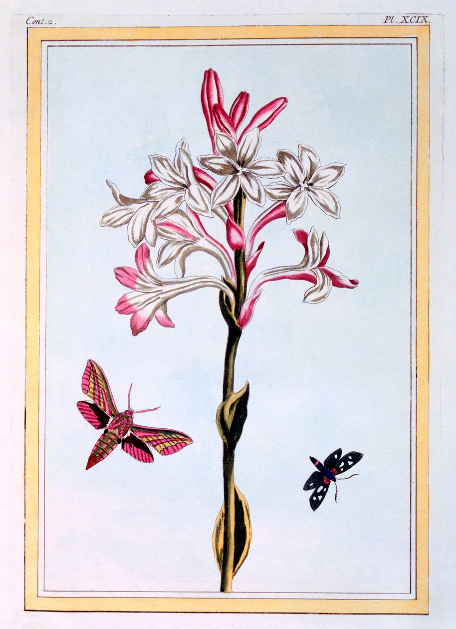 La Tuberose，出版。1776. 作者 皮埃尔·约瑟夫·布霍兹