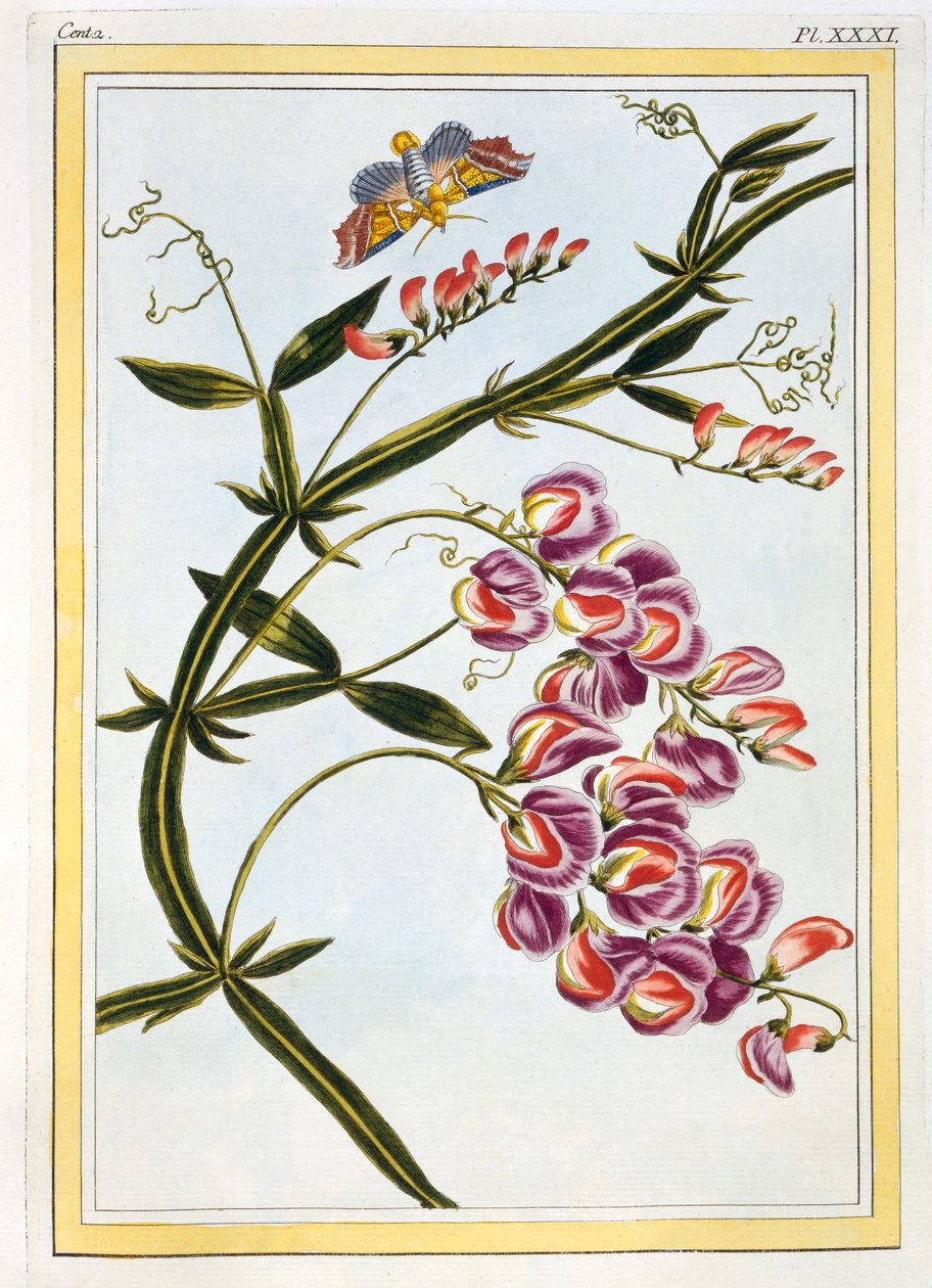 Le Grand Lathyre Everlasting Sweet Pea, published.1776. 作者 皮埃尔·约瑟夫·布霍兹