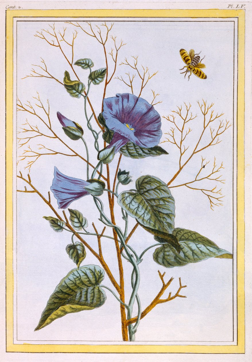 大紫荆花的康沃夫卢斯》，出版。1776. 作者 皮埃尔·约瑟夫·布霍兹