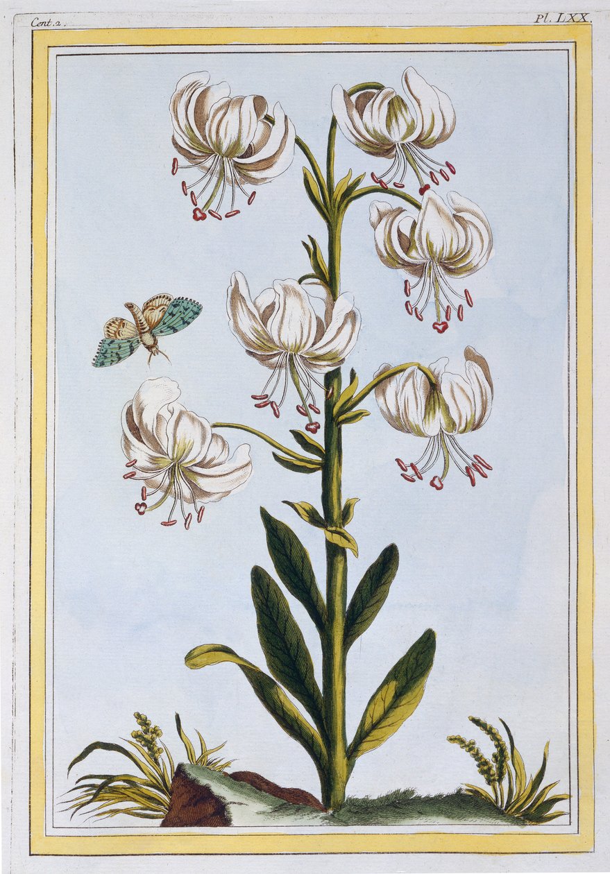 Le Martagan Blanc, pub.1776. 作者 皮埃尔·约瑟夫·布霍兹