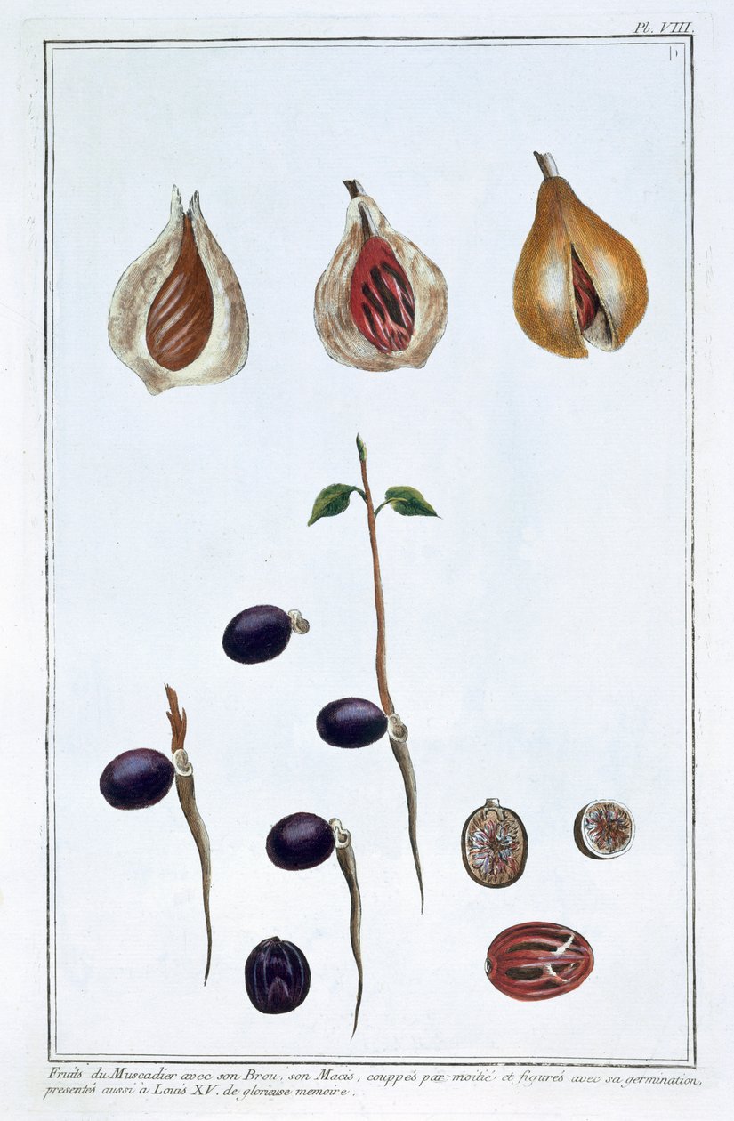 肉豆蔻，约1751-1807 作者 皮埃尔·约瑟夫·布霍兹