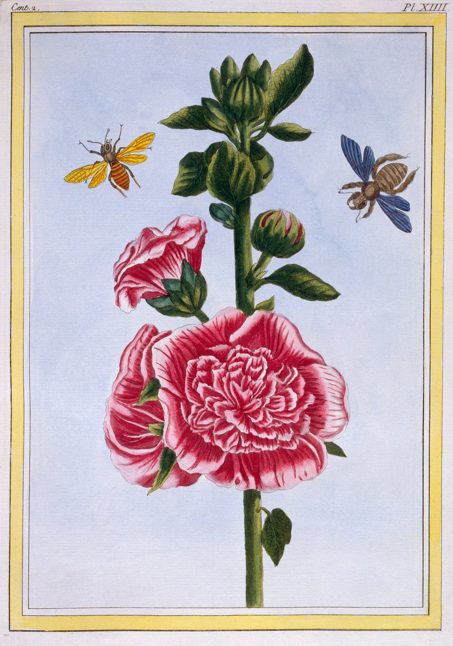 Passerose Hollyhock, pub.1776. 作者 皮埃尔·约瑟夫·布霍兹
