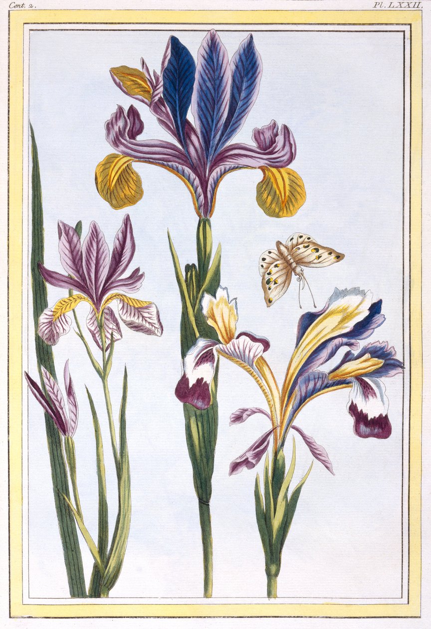 杂色的虹膜，c.1776（手工雕刻） 作者 皮埃尔·约瑟夫·布霍兹