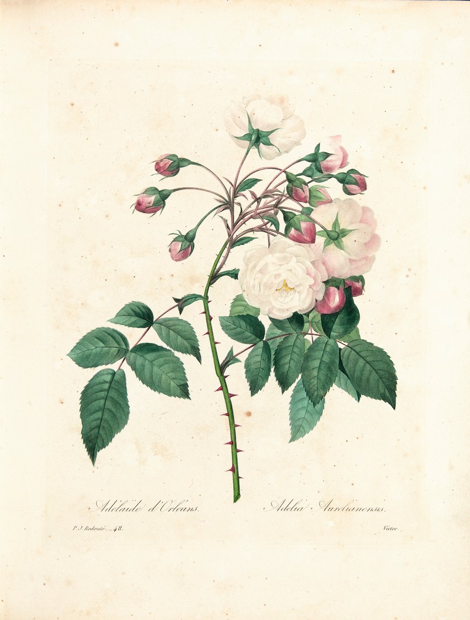 由Victor选择的Adelaide d&39;OrléansRose，来自“选择最美丽的花朵和最美丽的水果”，Vol。我，1827-33 作者 皮埃尔·约瑟夫·雷杜特