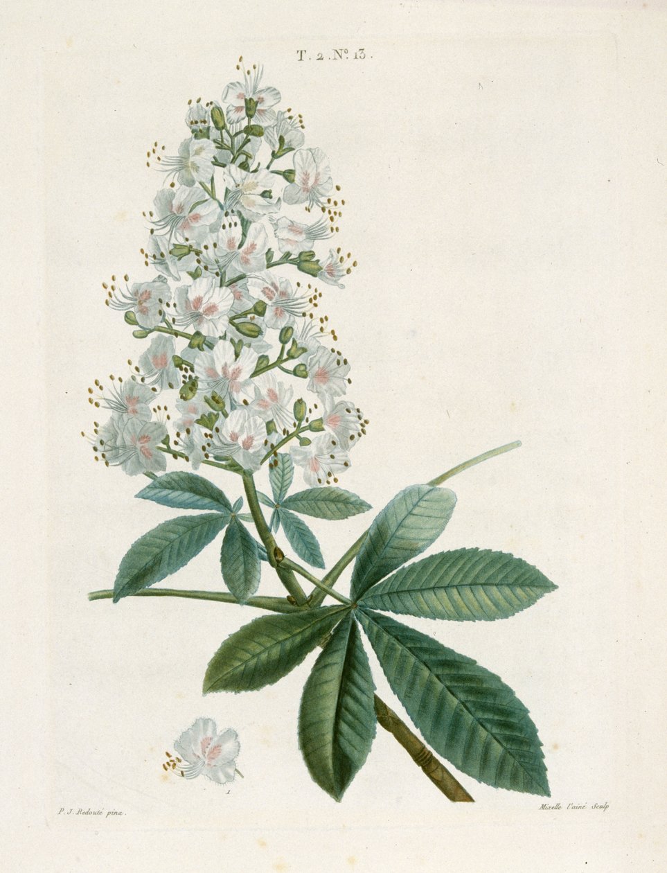 Aesculus Hippocastorum，七叶树，约1800-1830。 作者 皮埃尔·约瑟夫·雷杜特