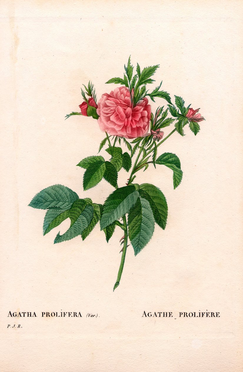 Agatha prolifere rose, Rosa Gallica 品种。 来自 Pierre Joseph Redoute 的“Les Roses”，巴黎的手绘点画铜版画 作者 皮埃尔·约瑟夫·雷杜特