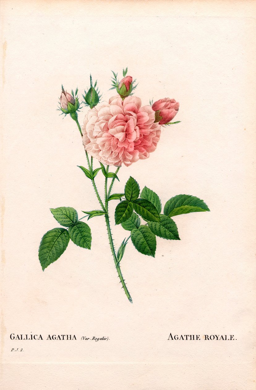 Agathe Royale玫瑰，Rosa gallica品种。皮埃尔-约瑟夫-雷杜特的《玫瑰》中的手绘铜版画，巴黎 作者 皮埃尔·约瑟夫·雷杜特