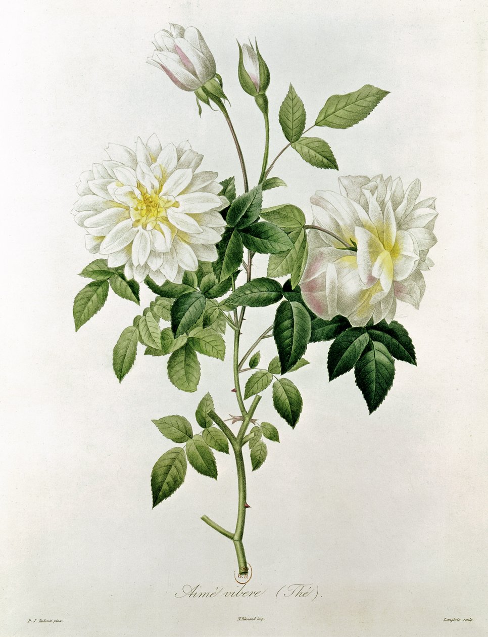 喜欢Eustache Hyacinthe Langlois的Vibe（茶）（1777-1837） 作者 皮埃尔·约瑟夫·雷杜特