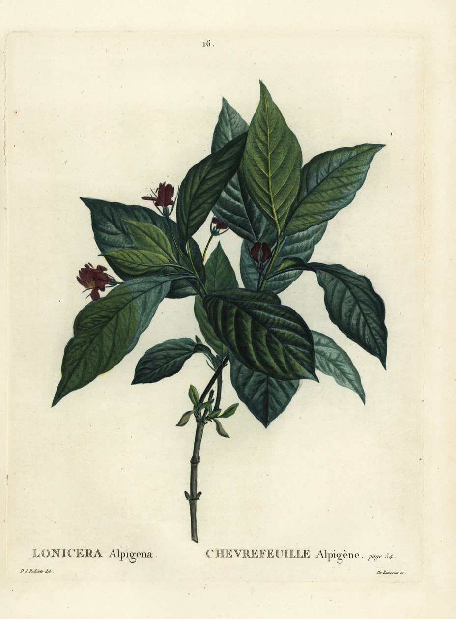 高山金银花，Lonicera alpigena。 Du Ruisseau 手绘点画版画，由巴黎 Henri Louis Duhamel du Moncel 的 Treat des Arbres et Shrustes 的 Pierre-Joseph Redoute 绘制 作者 皮埃尔·约瑟夫·雷杜特
