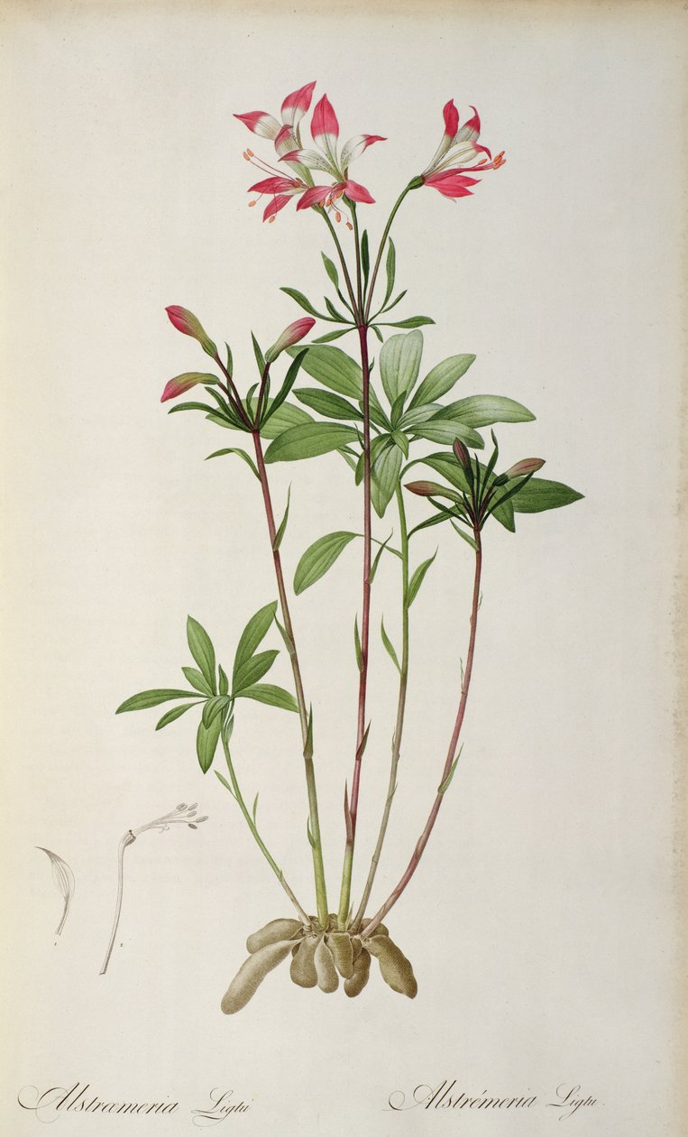 Alstraemeria Ligtu，来自“Les Liliacees”的Pierre Redoute，8卷，出版1805-16，（彩色雕刻） 作者 皮埃尔·约瑟夫·雷杜特