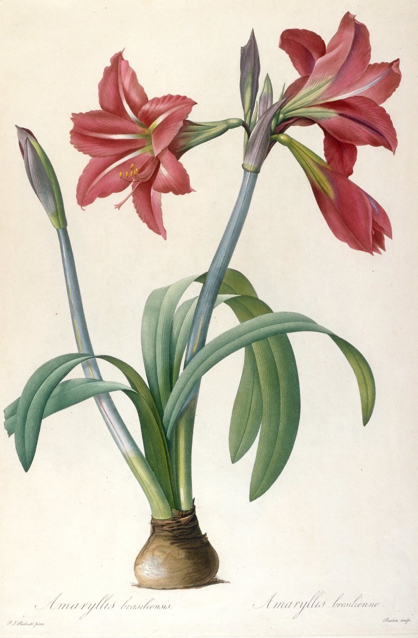 Amaryllis brasiliensis 巴西金盏花。 作者 皮埃尔·约瑟夫·雷杜特