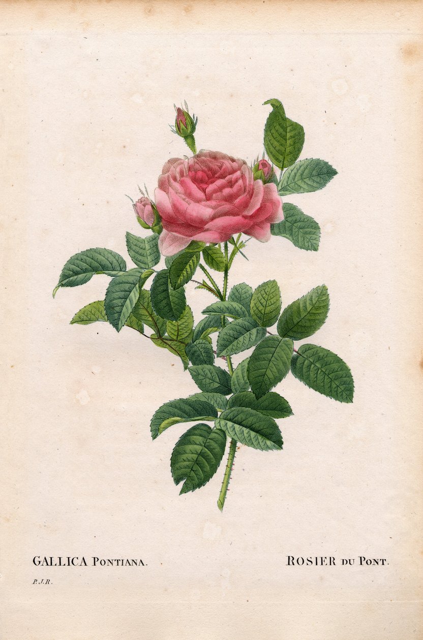 安德烈杜邦玫瑰，玫瑰玫瑰品种，杜邦玫瑰。 来自 Pierre Joseph Redoute 的“Les Roses”、“Paris”的手绘点画铜版画 作者 皮埃尔·约瑟夫·雷杜特