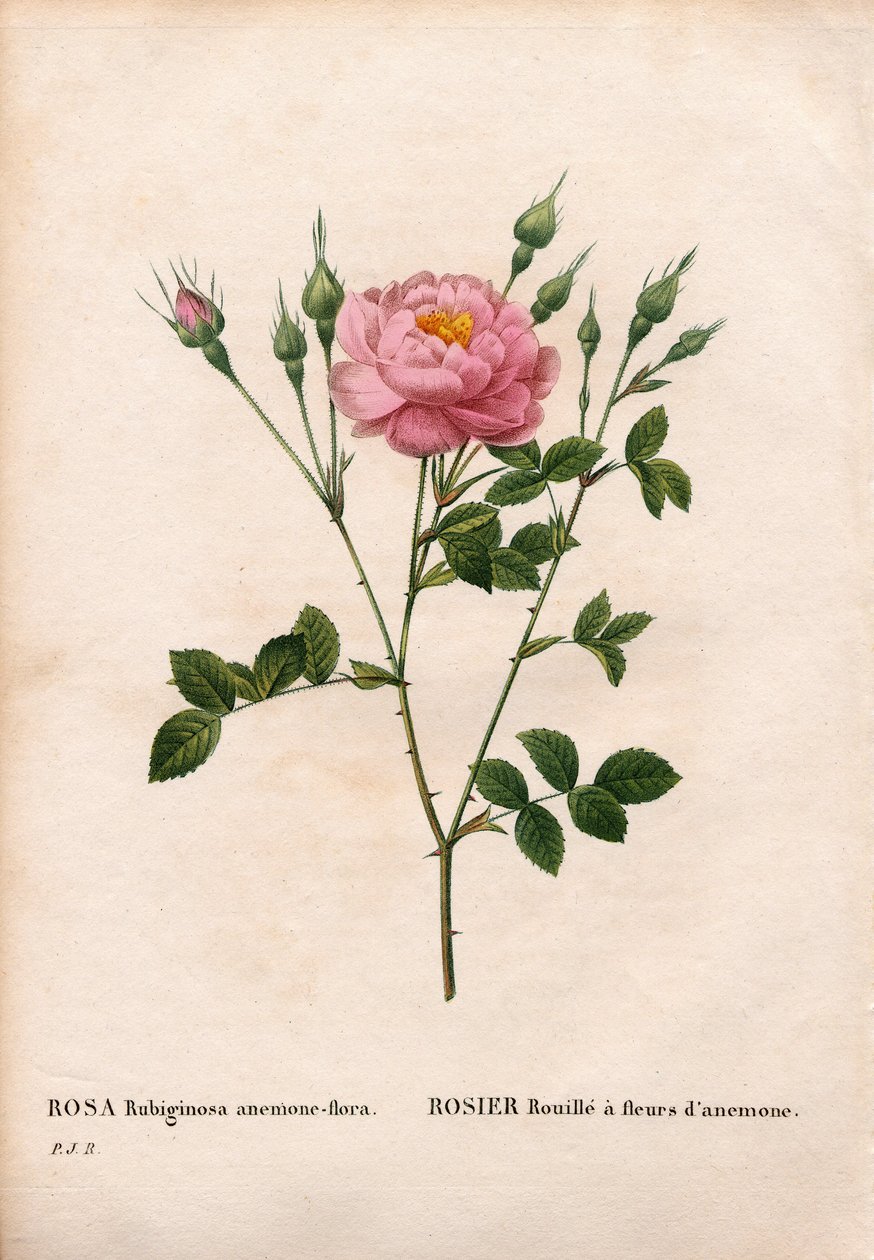 海葵花香蔷薇、玫瑰蔷薇品种、带海葵花的玫瑰锈病。 来自 Pierre Joseph Redoute 的“Les Roses”，巴黎的手绘点画铜版画 作者 皮埃尔·约瑟夫·雷杜特
