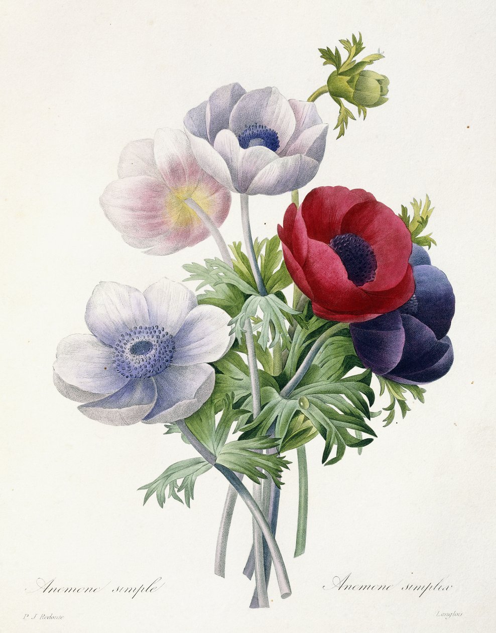 Anenome Simple，摘自Pierre Joseph Redoute的“最美丽的花朵和最美丽的水果选择”，1829年 作者 皮埃尔·约瑟夫·雷杜特