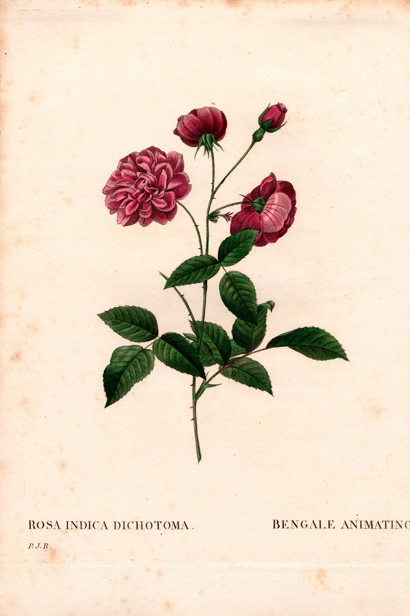 动画中国玫瑰、中国蔷薇杂交种、孟加拉动画。 来自 Pierre Joseph Redoute 的“Les Roses”，巴黎的手绘点画铜版画 作者 皮埃尔·约瑟夫·雷杜特