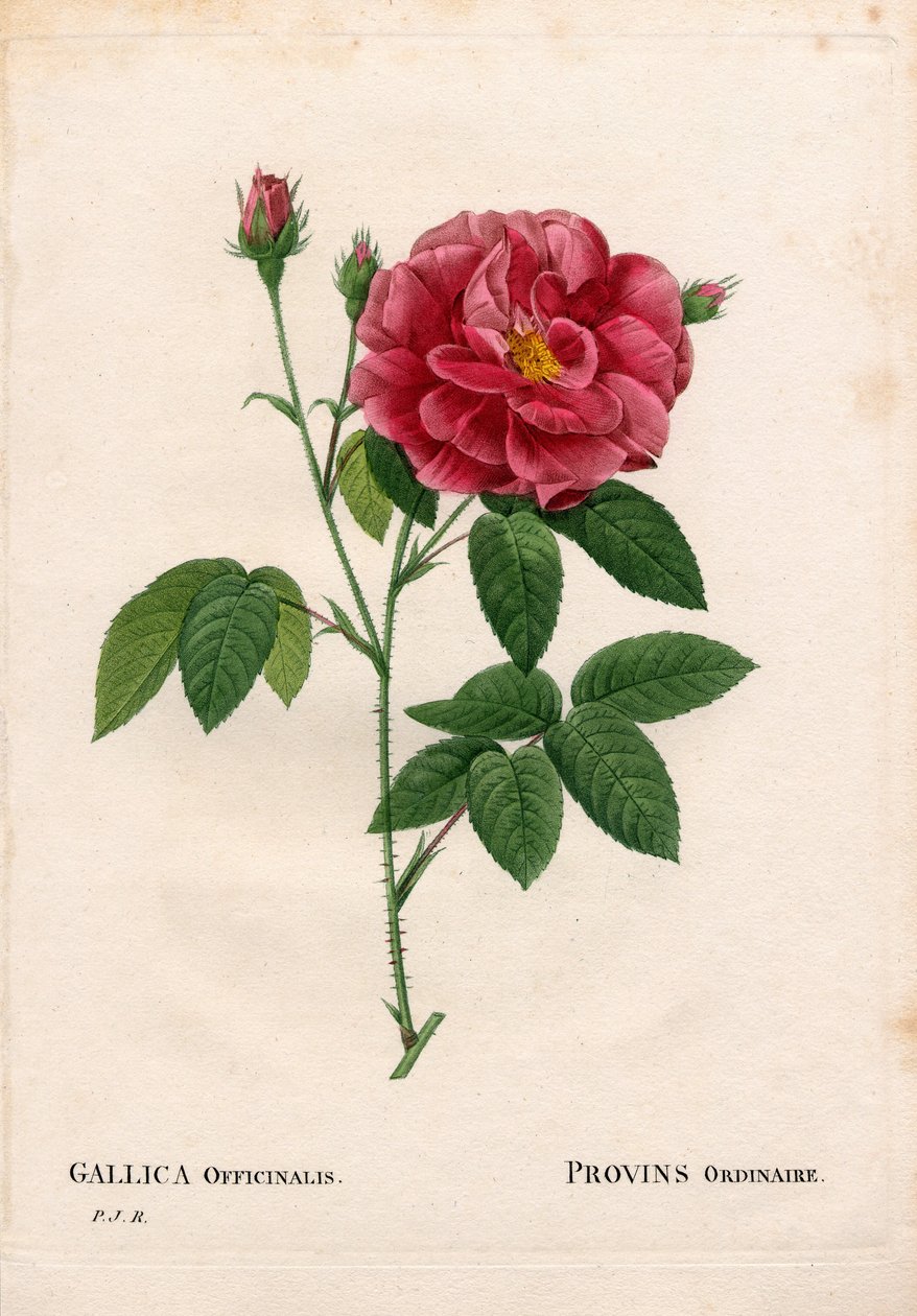 Apothecary