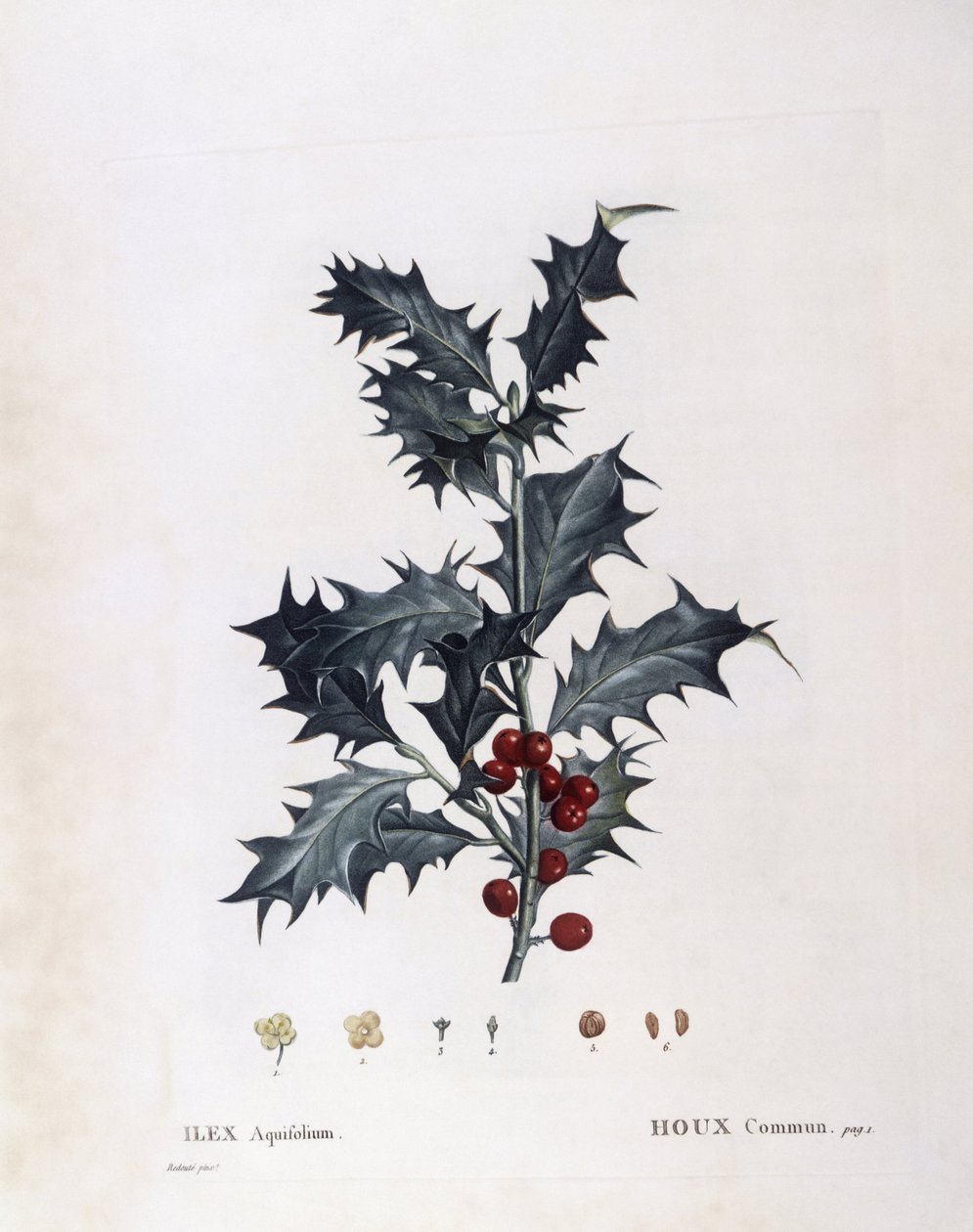 水生植物科 - 欧洲冬青（Ilex aquifolium）。(植物学板块 作者 皮埃尔·约瑟夫·雷杜特