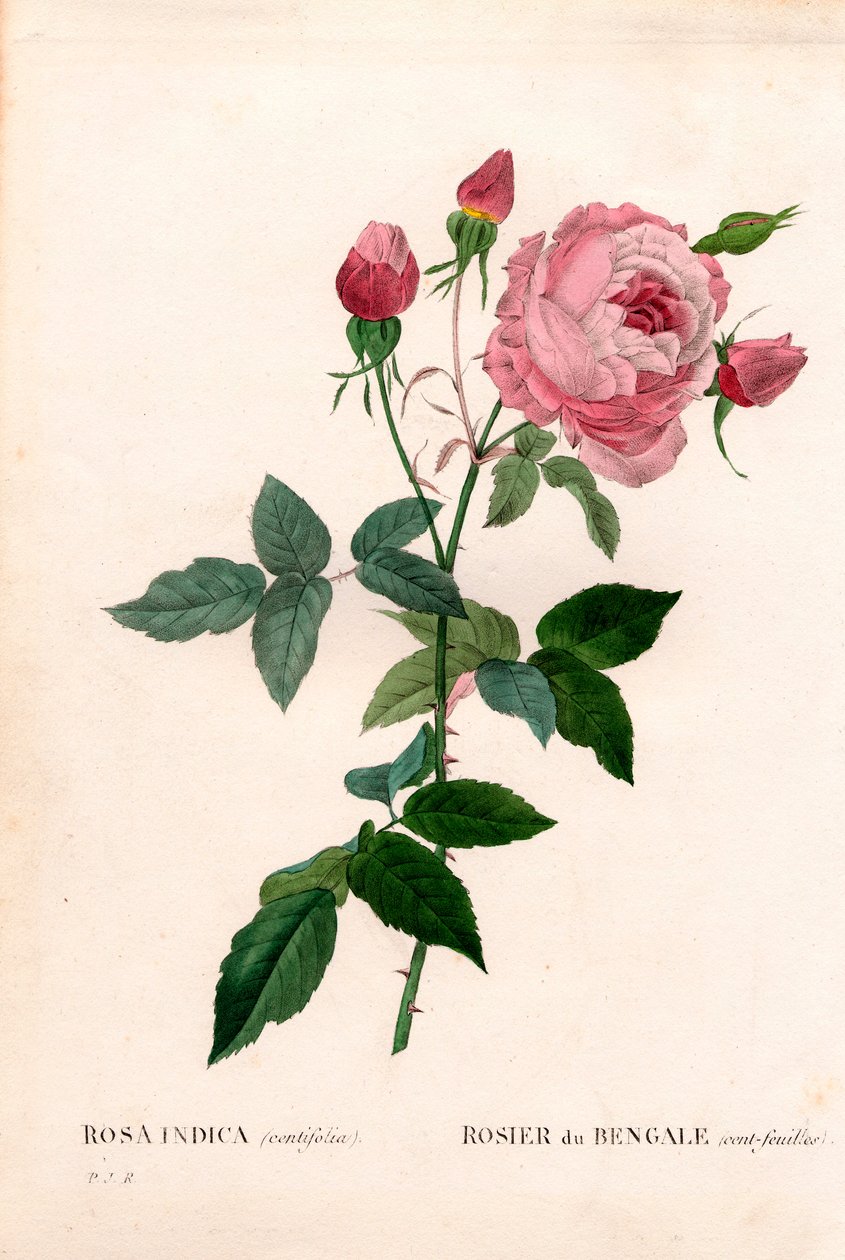 孟加拉百叶粉红，中华蔷薇品种，孟加拉玫瑰（百叶）。 来自 Pierre Joseph Redoute 的“Les Roses”，巴黎的手绘点画铜版画 作者 皮埃尔·约瑟夫·雷杜特