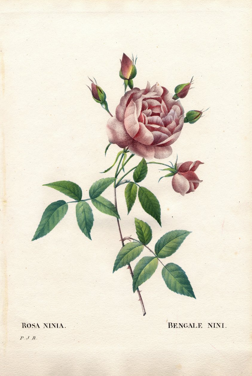 孟加拉的尼尼玫瑰，Rosa indica ninia。皮埃尔-约瑟夫-雷杜特的《玫瑰花》中的手绘立体铜版画，巴黎 作者 皮埃尔·约瑟夫·雷杜特