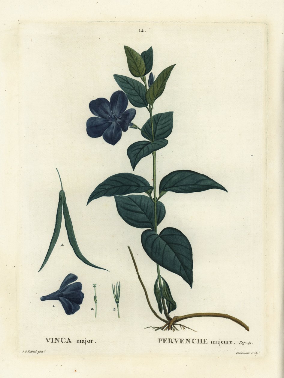 大叶长春花，大长春花或蓝长春花，大长春花。Duruisseau根据Pierre-Joseph Redoute的插图进行的手绘立体雕刻，该插图来自Henri Louis Duhamel du Moncel的《树木和树干》，巴黎。 作者 皮埃尔·约瑟夫·雷杜特