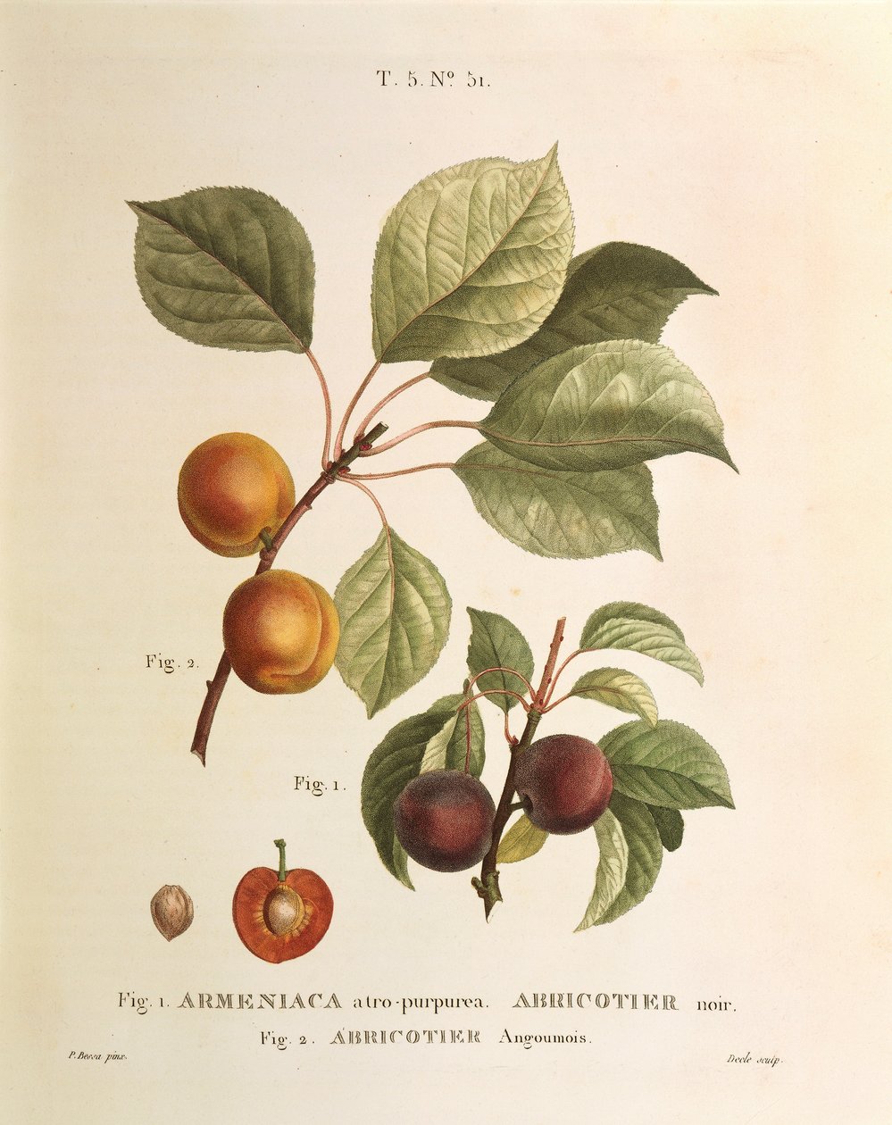 黑杏和杏品种：Prunus armeniaca, Armeniaca atropurpurea by Pierre Joseph Redoute (1759-1840) 作者 皮埃尔·约瑟夫·雷杜特