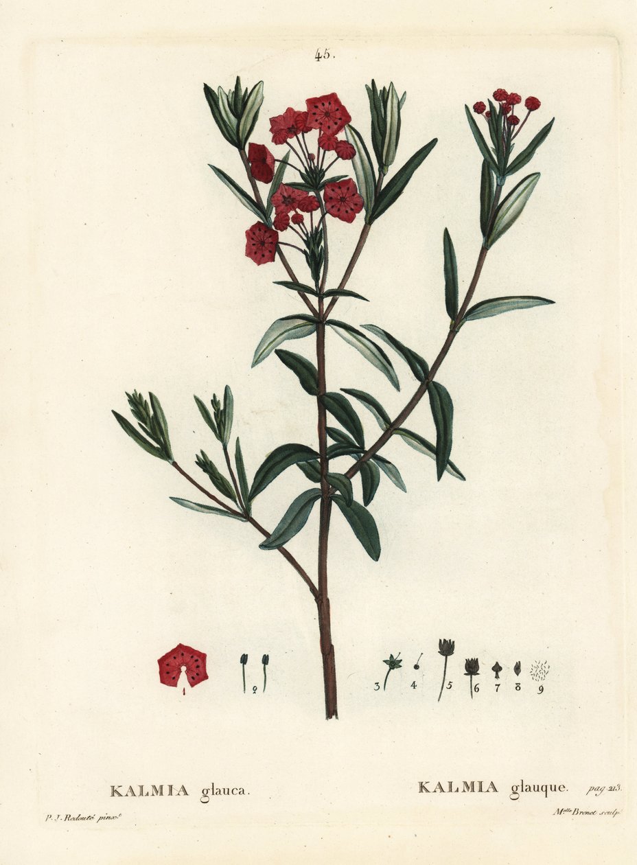沼泽月桂，Kalmia polifolia（Kalmia glauca）。Brenet小姐根据Pierre-Joseph Redoute的插图进行的手绘立体雕刻，该插图来自Henri Louis Duhamel du Moncel的《树木和树干》，巴黎 作者 皮埃尔·约瑟夫·雷杜特