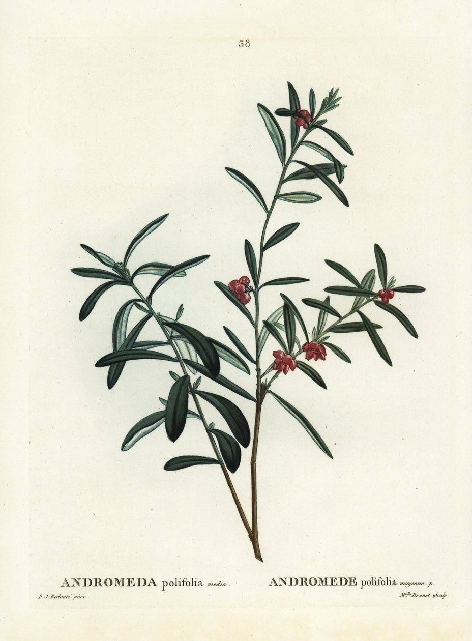 沼泽迷迭香，Andromeda polifolia。皮埃尔-约瑟夫-雷杜特（Pierre-Joseph Redoute）根据巴黎亨利-路易斯-杜哈梅尔-杜蒙索（Henri Louis Duhamel du Monceau）的《树木与灌木》（Treat des Arbres et Shrustes）中的插图进行的手绘波纹雕版。 作者 皮埃尔·约瑟夫·雷杜特