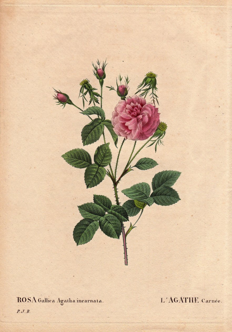 植物板、花卉、玫瑰品种：Agathe carnee (Rosa Gallica agatha incarnata)。 来源不明，玫瑰高卢大马士革的杂交种。 皮埃尔·约瑟夫·雷杜特（Pierre Joseph Redoute，1759-1840 年）在“Les Roses”，第 2 卷中 作者 皮埃尔·约瑟夫·雷杜特
