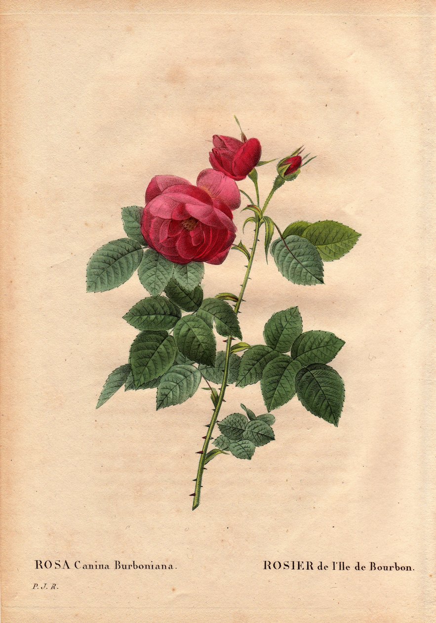 植物板、花卉、玫瑰品种：波旁岛玫瑰（Rosa canina burbonia）。 雅克先生于 1821 年在法国纳伊的花园中用波旁岛的种子栽培。 皮埃尔·约瑟夫·雷杜特（Pierre Joseph Redoute，1759-184 作者 皮埃尔·约瑟夫·雷杜特