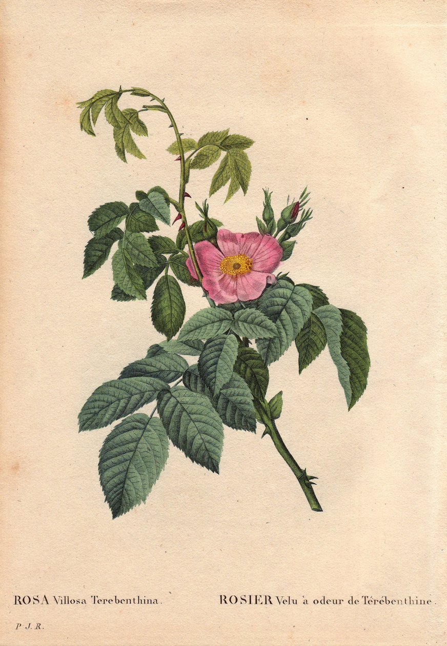 Botanical Board、Flower、Rose Variete：毛状玫瑰有特瑞本辛 (Rosa Villosa Terebenthina) 的气味。 皮埃尔·约瑟夫·雷杜特 (1759-1840) 在“玫瑰之花”第 2 卷中 作者 皮埃尔·约瑟夫·雷杜特