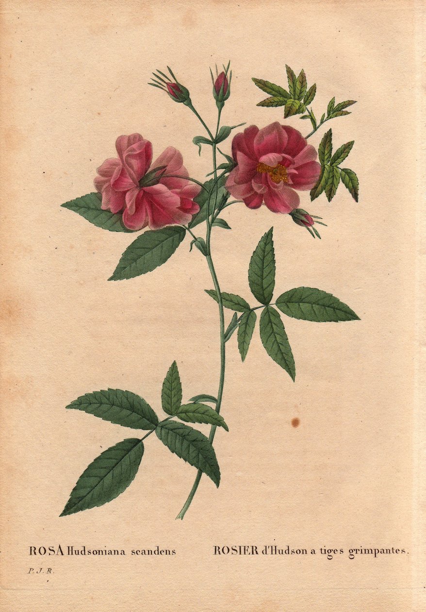 Botanical Board, Flower, Rose Variete：带有攀缘茎的哈德森玫瑰（Rosa hudsoniana scandens）。 来自北美。 皮埃尔·约瑟夫·雷杜特 (1759-1840) 在“玫瑰之花”第 2 卷中 作者 皮埃尔·约瑟夫·雷杜特