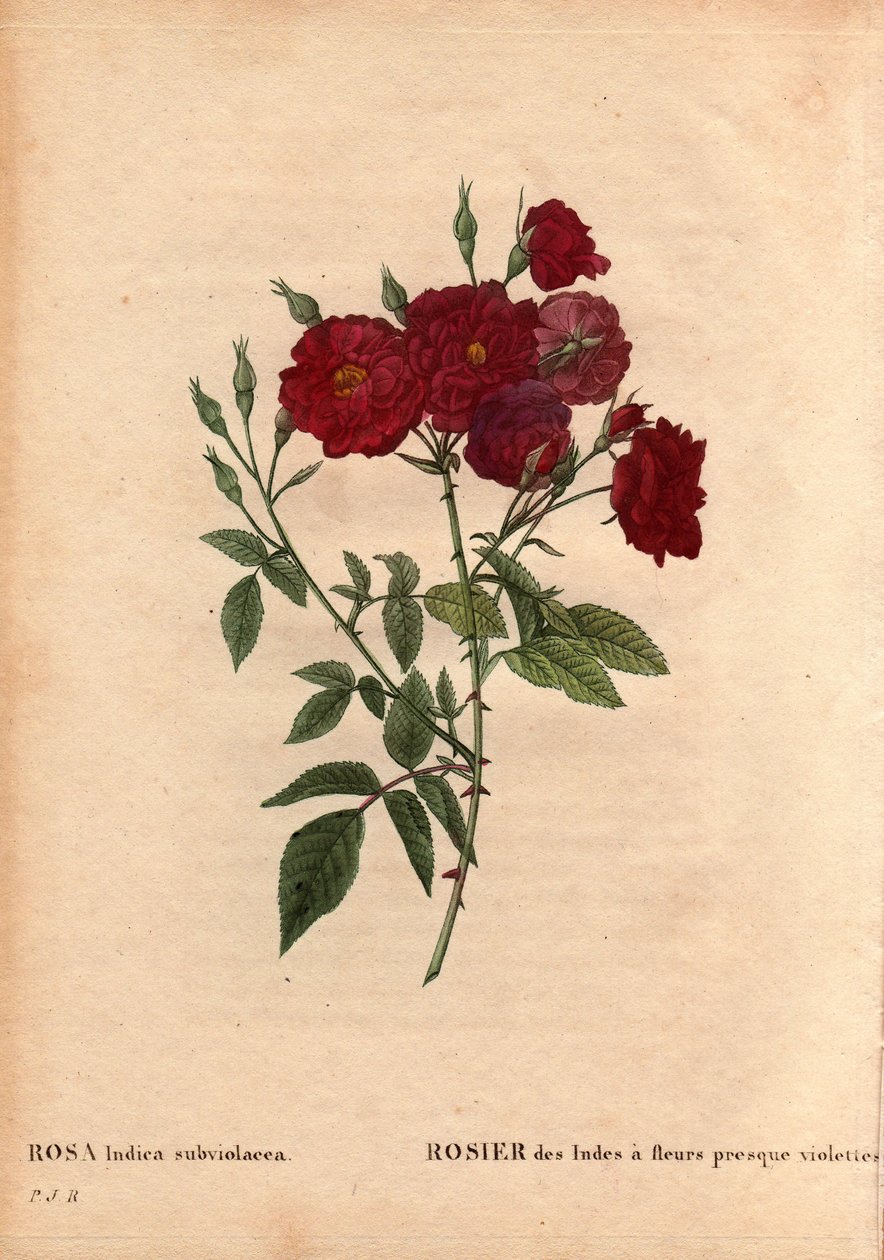 Botanical Board, Flower, Rose Variete: 带有近乎紫罗兰色花朵的印度玫瑰 (Rosa indica subviolacea)。 由 M. Ternaux 于 1812 年左右栽培。在“Les Roses”，Pierre Joseph Redoute（1759-1840）的第 2 卷中 作者 皮埃尔·约瑟夫·雷杜特