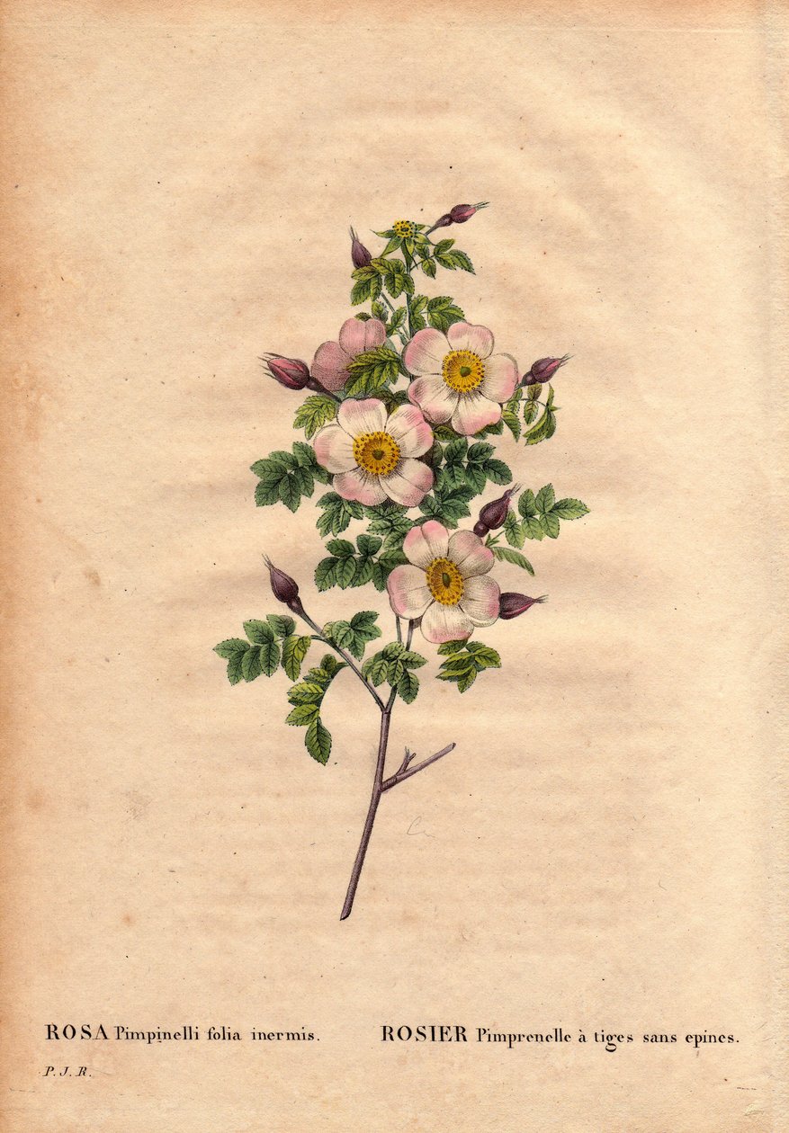 Botanical Board, Flower, Rose Variete: Pimprenelle rose with stems without spines (Rosa pimpinelli folia inermis). In “” Les Roses”, Volume 2 by Pierre Joseph Redoute (1759-1840) 作者 皮埃尔·约瑟夫·雷杜特