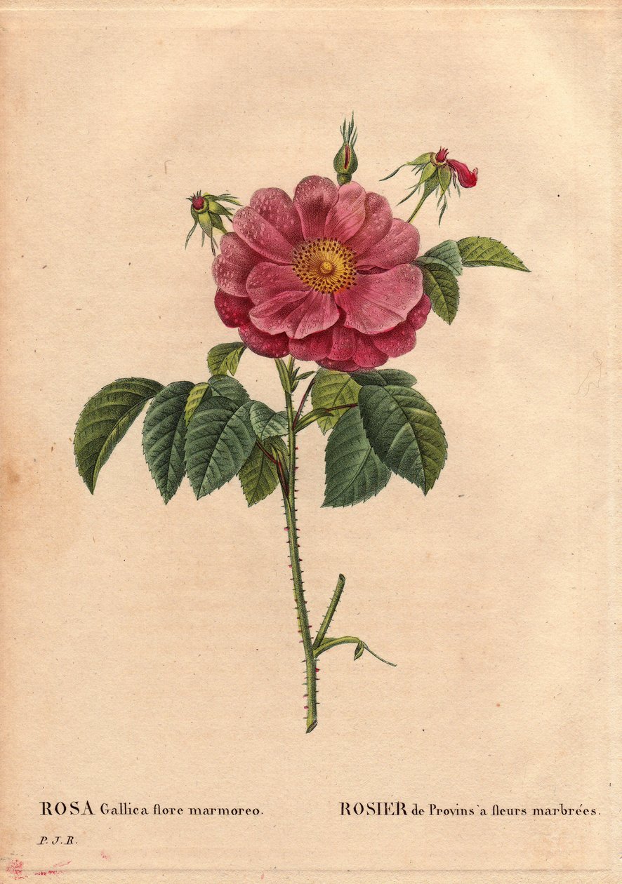 Botanical Board, Flower, Rose Variete: Provin Rose with marbled flowers (Rosa gallica flore marmoreo). Unknown origin. In “” Les Roses”, Volume 2 by Pierre Joseph Redoute (1759-1840) 作者 皮埃尔·约瑟夫·雷杜特