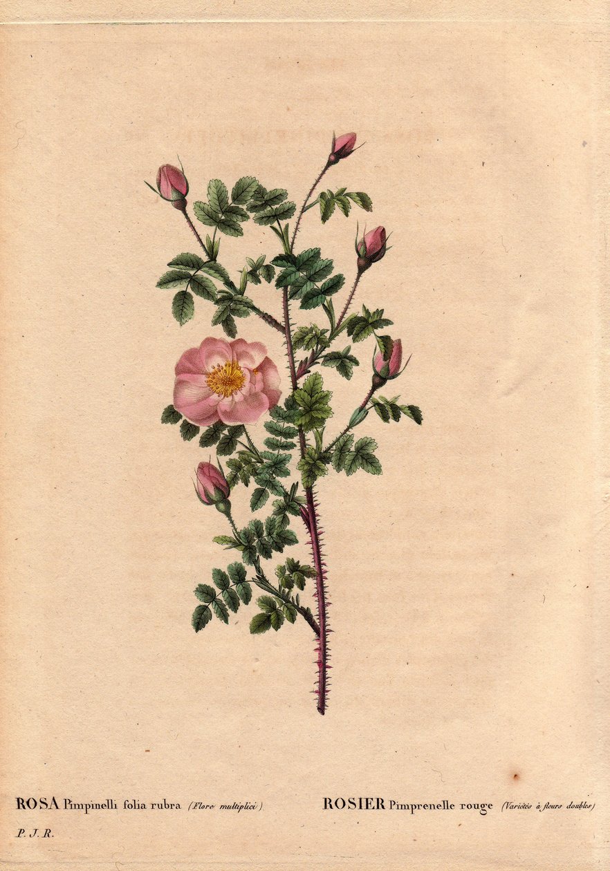 Botanical Board, Flower, Rose Variete: Red Pimprenelle Rose (Variete has double flowers). In Latin: Rosa pimpinellifolia rubra. Flowers grown by Monsieur Descenemet, circa 1800. In “” Les Roses”, Volume 2 by Pierre Joseph Redoute (1759-1840) 作者 皮埃尔·约瑟夫·雷杜特