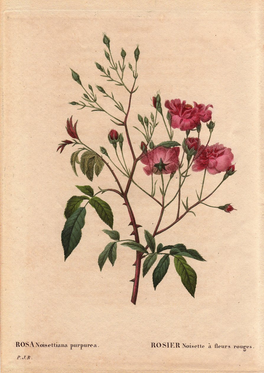Botanical Board, Flower, Rose Variete：红花蔷薇榛子 (Rosa noisettiana purpurea)，于 1822 年在 Monsieur Ternaux 花园中从蔷薇榛子品种的种子中获得。 皮埃尔·约瑟夫·雷杜特（Pierre Joseph Redoute，1759-184 作者 皮埃尔·约瑟夫·雷杜特