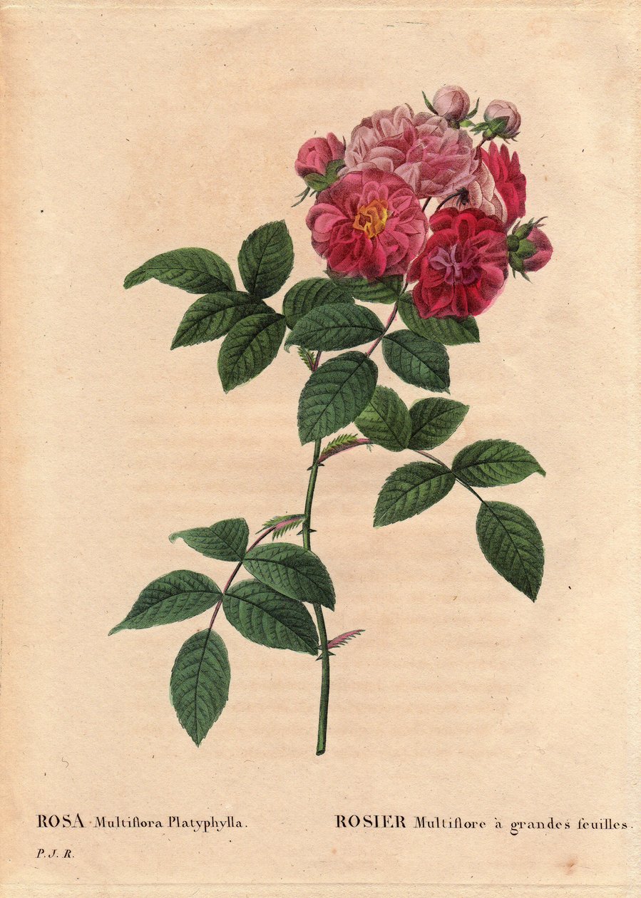 Botanical Board, Flower, Rose Variete: Rosa multiflora with large Leave (Rosa multiflora platyphylla) 在 1817 年之前在布列塔尼种植了一种种子艺术。在“Les Roses”，第 2 卷中，Pierre Joseph Redoute (1759-1840) 作者 皮埃尔·约瑟夫·雷杜特