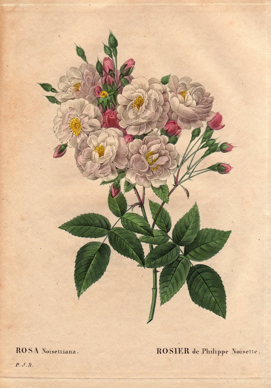 Botanical Board, Flower, Rose 品种：菲利普榛子玫瑰 (Rosa nosettiana)。 由 John Champney 在美国种植并于 1814 年由 Philippe Noisette 引入法国的 Rose moschata chinensis 杂交种。 作者 皮埃尔·约瑟夫·雷杜特