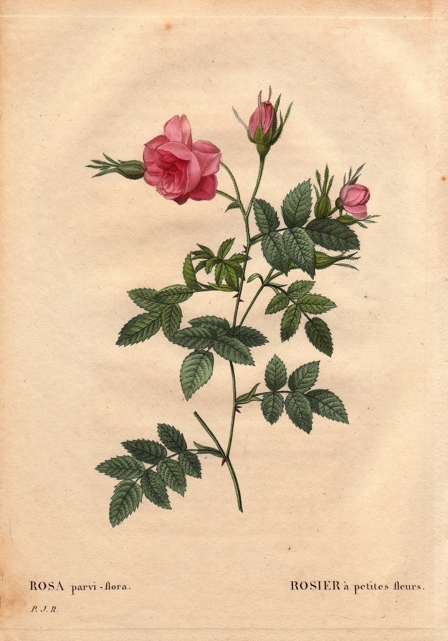 Botanical Board, Flower, Rose Variete：来自北美的小花玫瑰（Rosa parvi-flora 或 Rosa parvi flora）。 皮埃尔·约瑟夫·雷杜特 (1759-1840) 在“玫瑰之花”第 2 卷中 作者 皮埃尔·约瑟夫·雷杜特