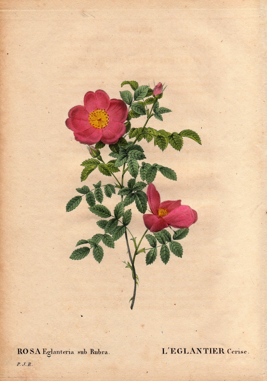 Botanical Board, Flower, Rose Variete：大约 1820 年，Monsieur Vilmorin 温室中的 Cherry Eglantier (Rosa eglanteria sub rubra) 剧目，由黄玫瑰的种子获得。 皮埃尔·约瑟夫·雷杜特 (Pierre Joseph Redoute) 第 2 卷“玫瑰之花” 作者 皮埃尔·约瑟夫·雷杜特