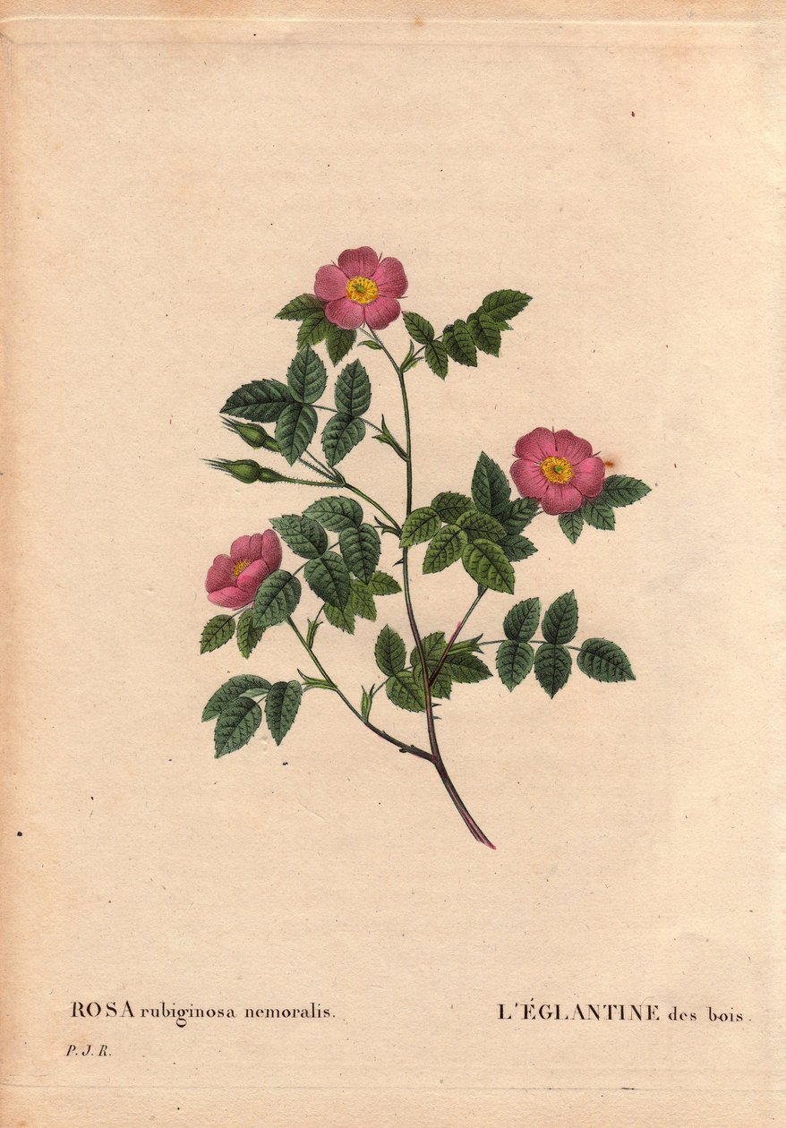 Botanical Board, Flower, Rose Variete: The Eglantine of the Woods。 （玫瑰蔷薇）。 来自欧洲的物种。 Pierre Joseph Redoute（1759-1840）在“Les Roses”，第2卷中 作者 皮埃尔·约瑟夫·雷杜特