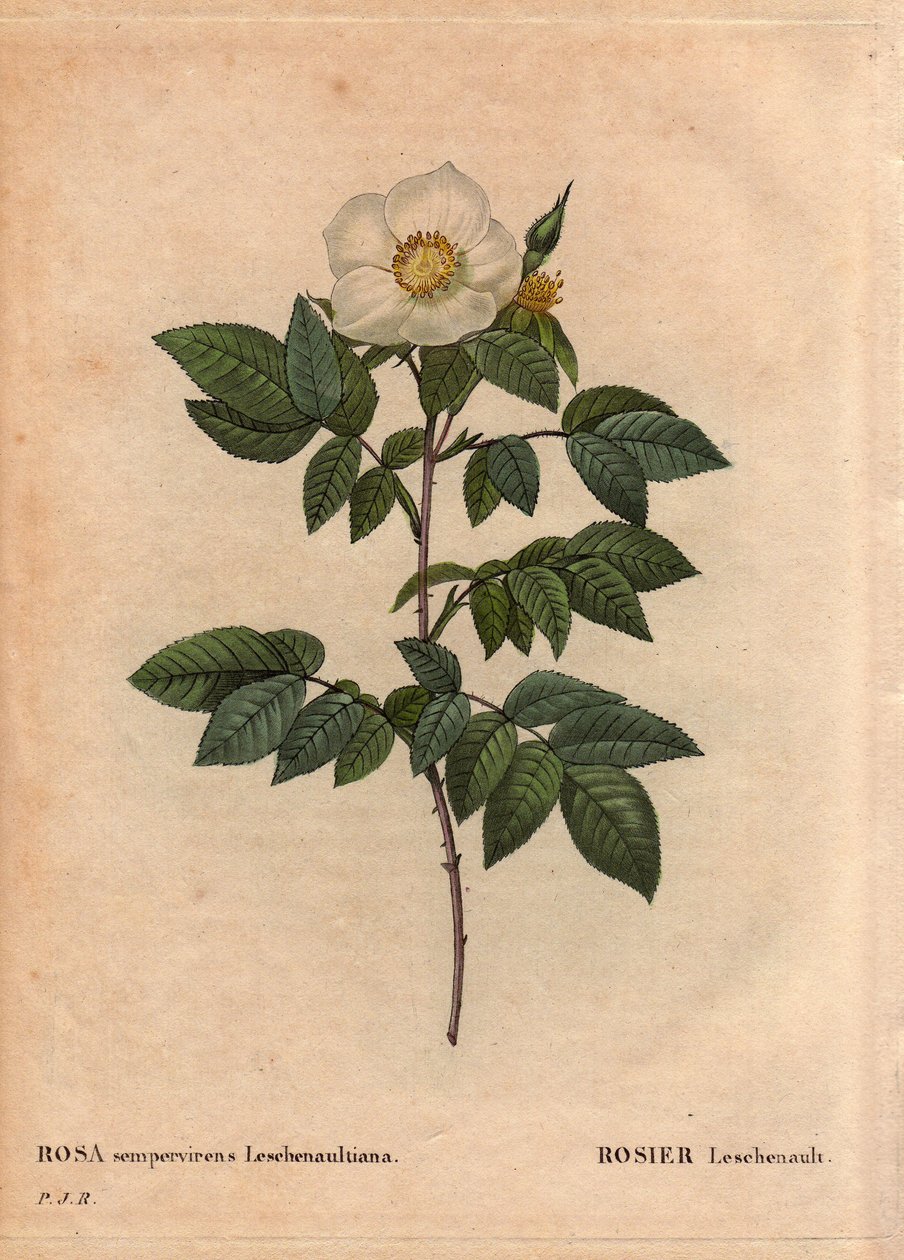 Botanical Board, Flower, Rose 品种：Leschenault 玫瑰 (Rosa sempervirens Leschenaultiana)。 由 Leschenault 先生在 Nilgiri（或 Nilagiri 或 Nilgiris）也称为印度蓝山发现。 在泰米尔纳德邦地区，1824 年之前。在“”L 作者 皮埃尔·约瑟夫·雷杜特