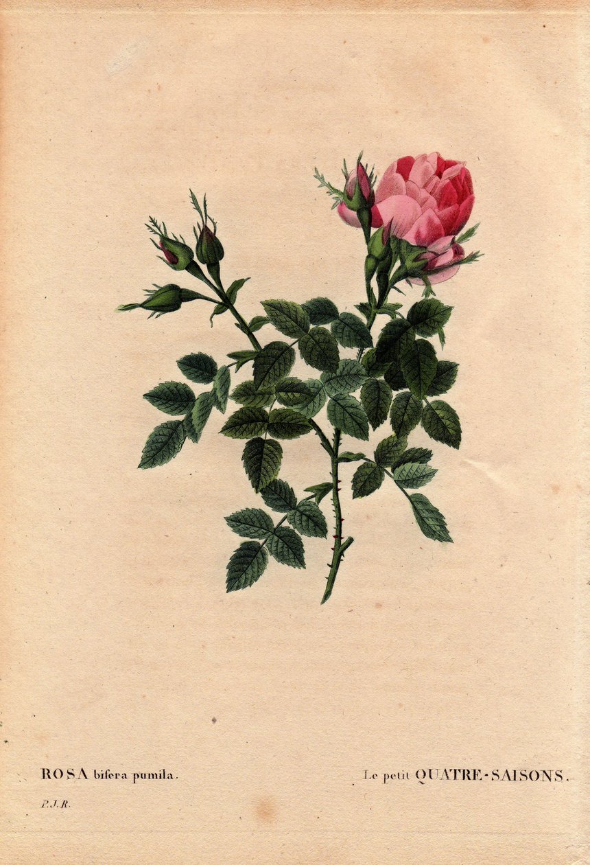 Botanical Board, Flower, Rose Variete: The Little Four Seasons (Four Seasons)。 拉丁语：Rosa bifera pumila，1824 年之前由法国巴黎的 Noel 先生种植。 Pierre Joseph Redoute（1759-1840）在“Les Roses”，第 2 卷中 作者 皮埃尔·约瑟夫·雷杜特