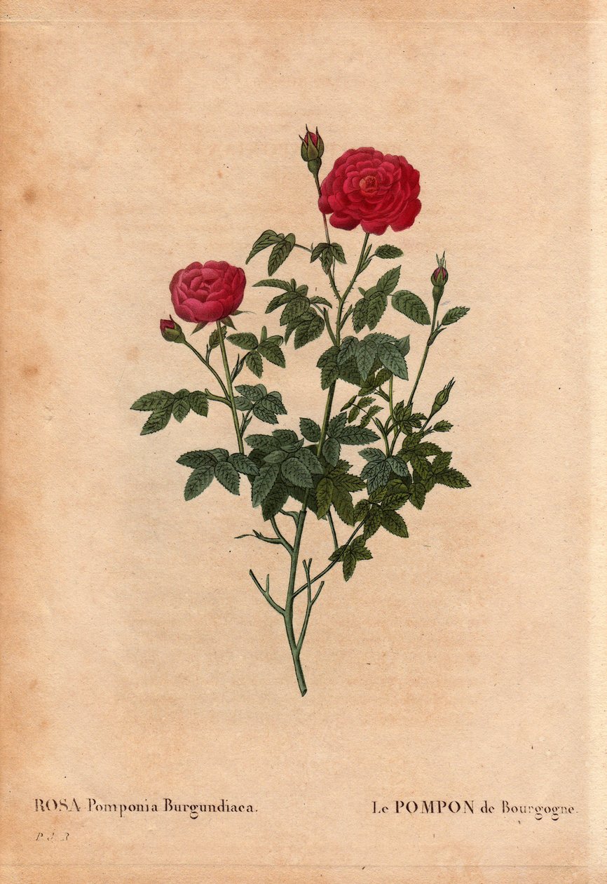 Botanical Board, Flower, Rose Variete: The Pompon of Burgundy (Rosa Pomponia Burgundiaca)。 来源不明，1664 年之前的现存品种。在“Les Roses”，第 2 卷中，Pierre Joseph Redoute（1759-1840） 作者 皮埃尔·约瑟夫·雷杜特