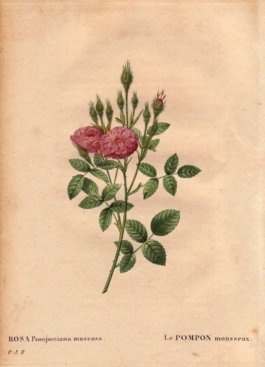 Botanical Board、Flower、Rose Variete：1801 年左右在英格兰西部的一个花园中发现的“玫瑰花”（Rosa Pomponiana muscosa）闪闪发光的绒球。 1759-1840) 作者 皮埃尔·约瑟夫·雷杜特
