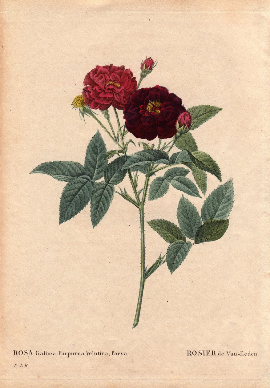 Botanical Board, Flower, Rose Variete: Van Eeden Rose (Rosa Gallica Purpurea Velutina Parva). Cultivated in the Netherlands by Van Eeden before 1810. In “” Les Roses”, Volume 2 by Pierre Joseph Redoute (1759-1840) 作者 皮埃尔·约瑟夫·雷杜特